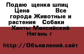 Подаю. щенка шпиц  › Цена ­ 27 000 - Все города Животные и растения » Собаки   . Ханты-Мансийский,Нягань г.